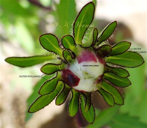  Involucre